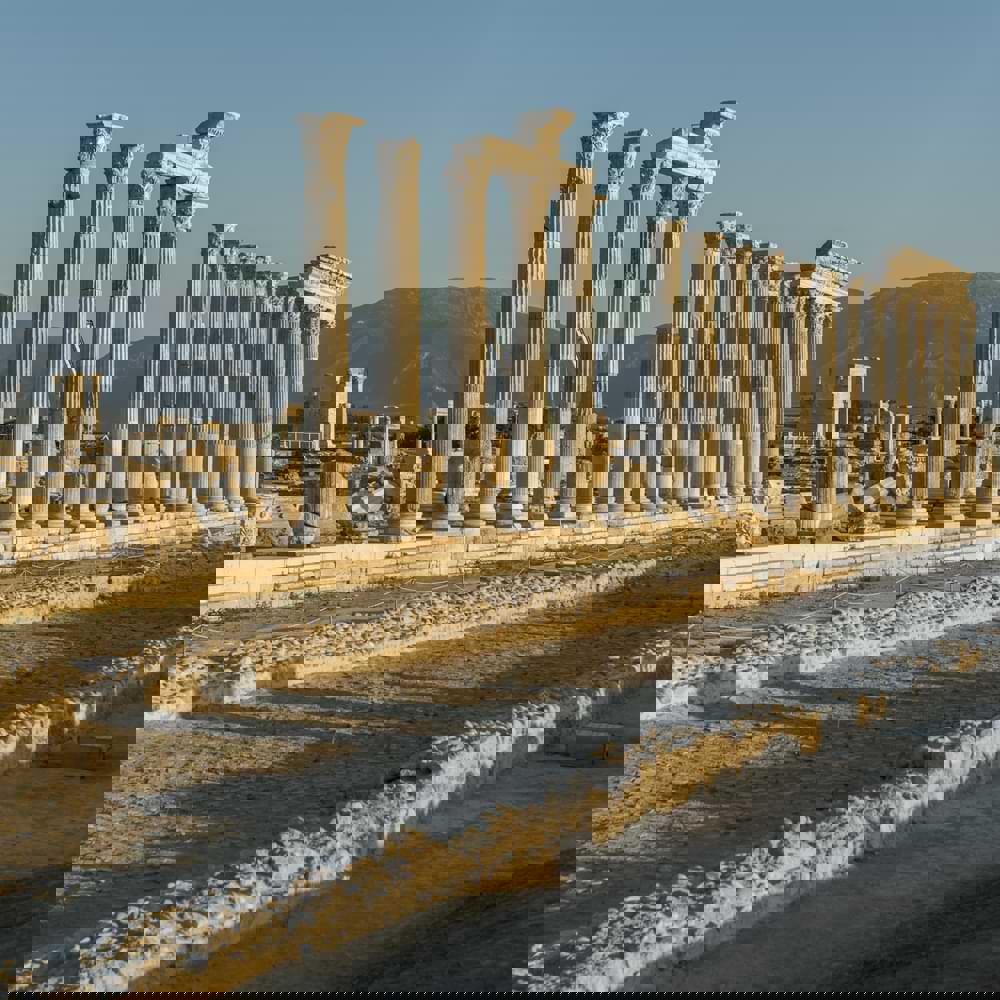 Syria Avenue