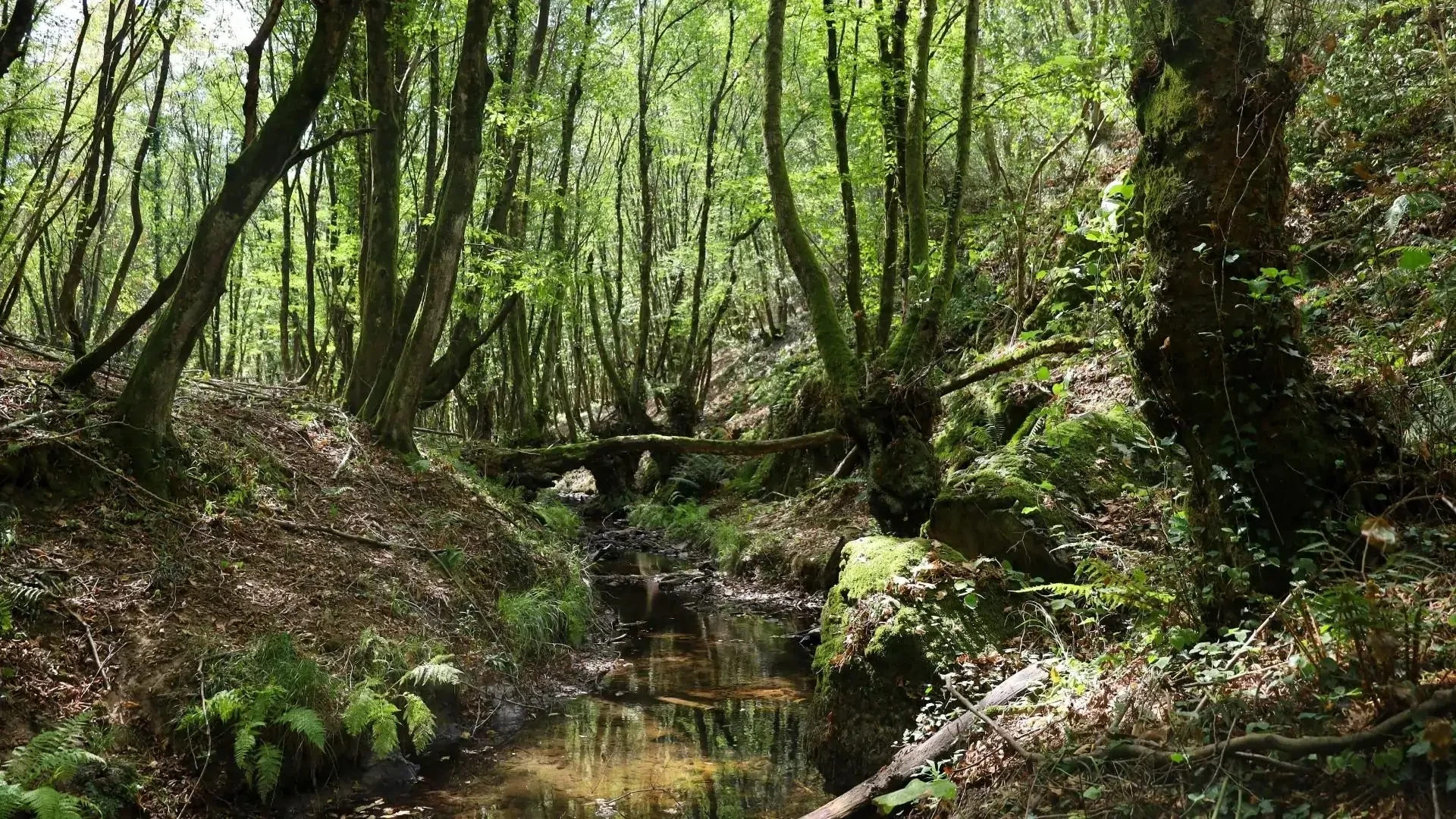 Belgrad Forest
