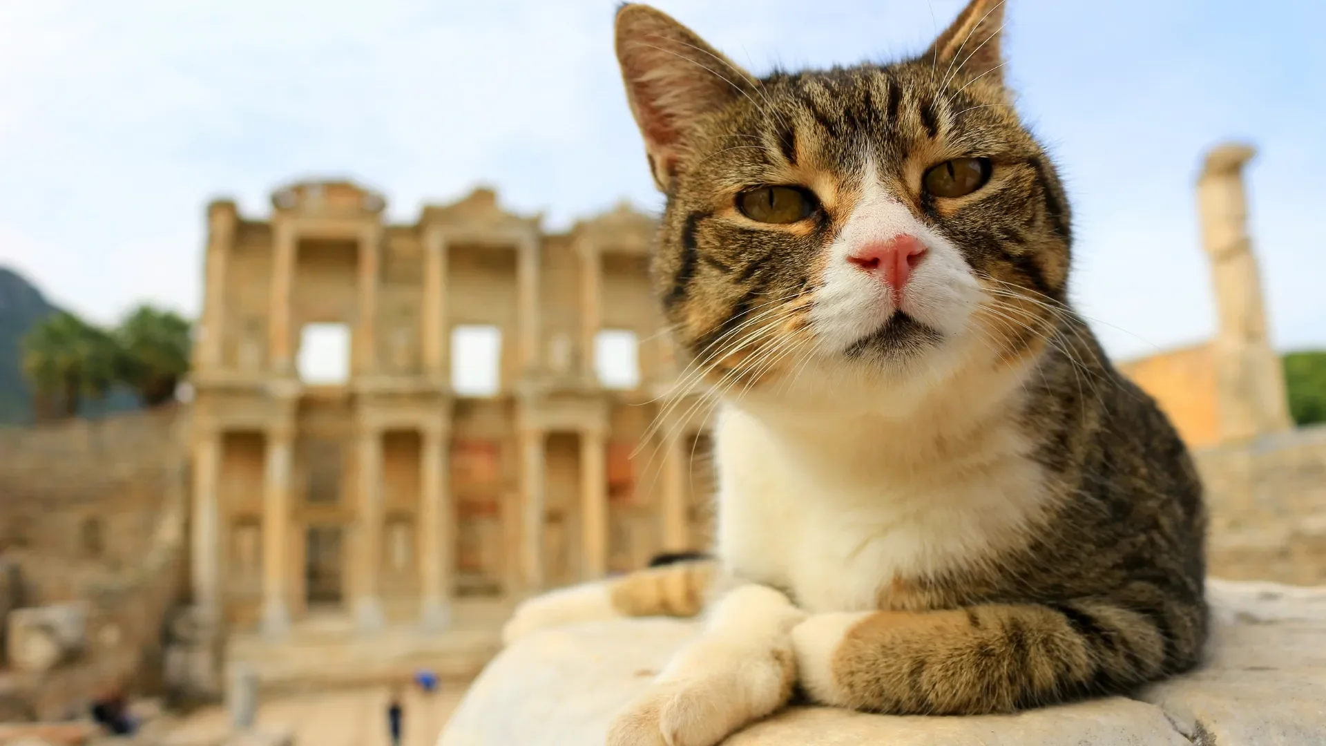Famous Cute Cats of Ephesus Ancient City. Kusadasi Shore Excursions