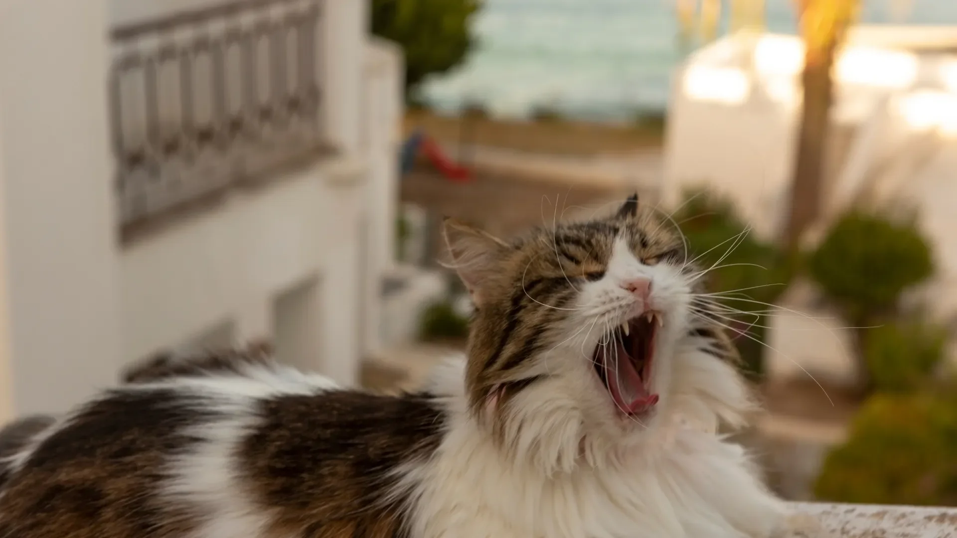 Bodrum Cats in Town. Bodrum Shore Excursions
