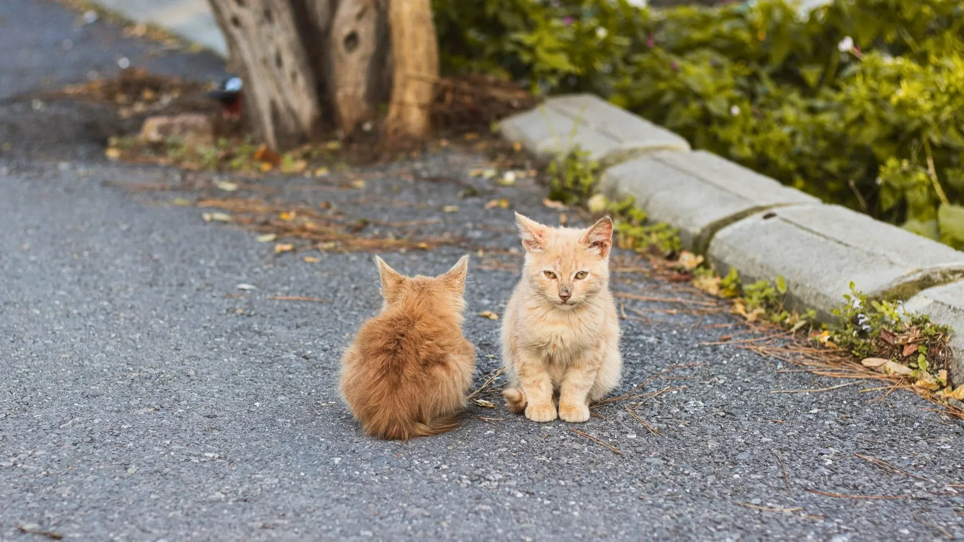 Meet the cats of Princes Islands Istanbul while walking through Büyükada’s calm roads, car-free corners and peaceful island neighborhoods.