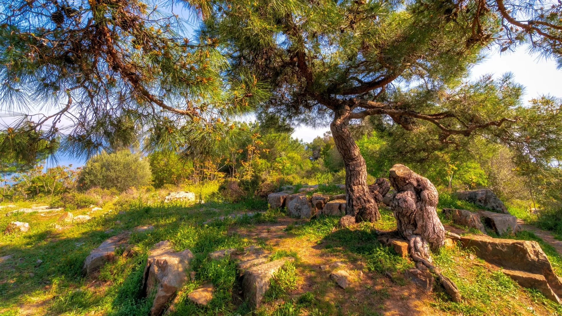Discover peaceful island nature on a private Princes’ Islands tour from Istanbul, featuring pine forests, sea-view walking paths and a relaxing escape from the city.