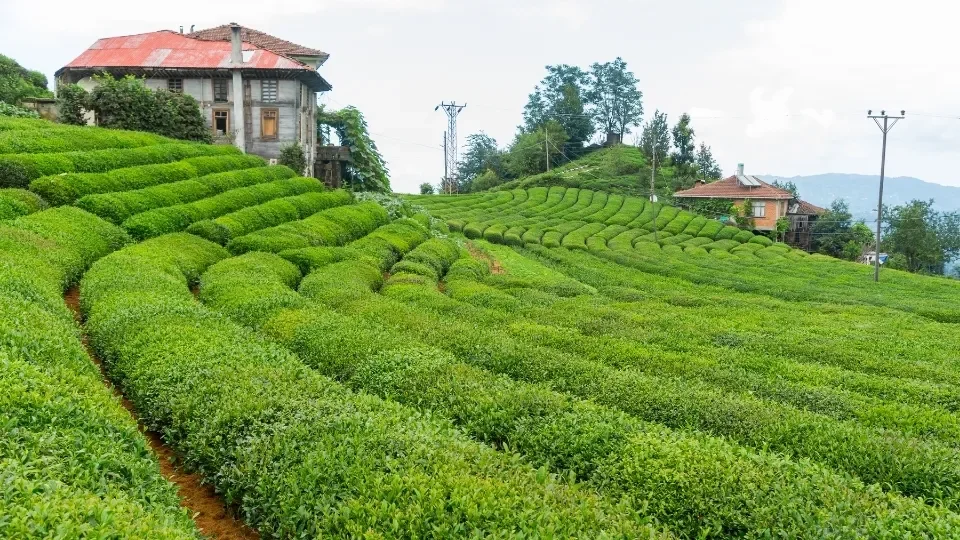 Turkish Tea Field in Rize, Traditional Turkish Tea