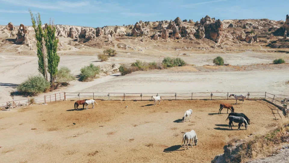 cappadocia horse (3)