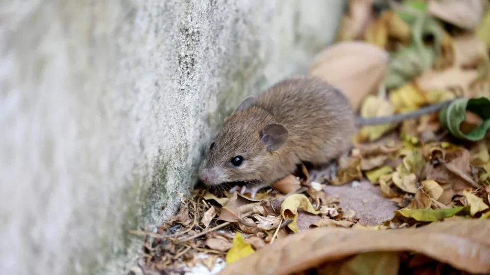 Hantavirus (2)