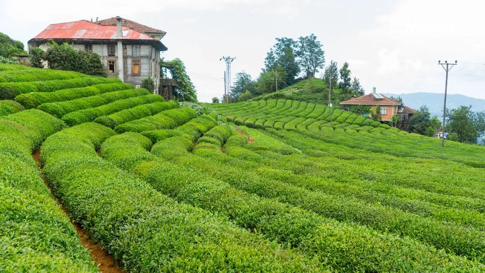 Rize (3)