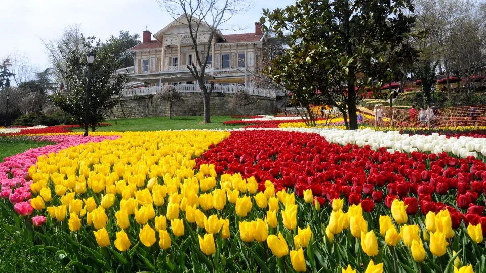 Tulip Festival (2)