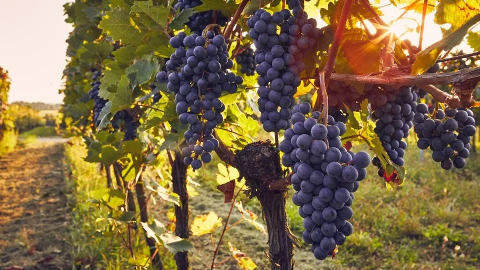 Vineyards (1)