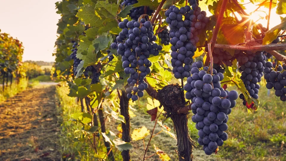Vineyards (5)